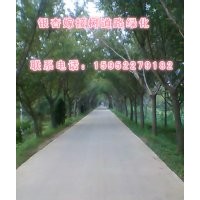 銀杏樹(shù)