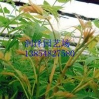 泰安潤澤園藝香椿苗培育基地，大棚香椿苗價格，供應大棚香椿苗