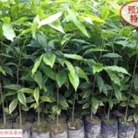 廣西沉香種苗批發，廣西沉香苗價格