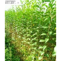 供應大葉女貞苗1.4米起步