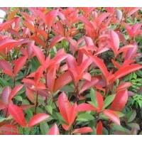 供應紅葉石楠苗，紅葉石楠球，紅葉石楠營養杯大苗，小苗
