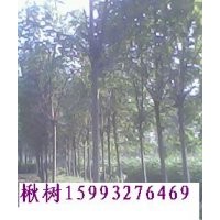 楸樹，楸樹苗，梓樹苗，大葉女貞，欒樹，合歡，紫薇，速生楊
