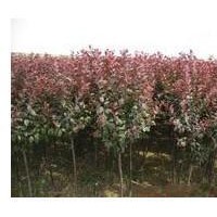 專供山西：紅葉李，紫葉李，紫葉矮櫻