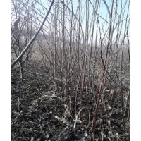 沈陽供應二年生大山丁子苗