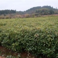 江西香樟，江西青楓小苗，江西造林苗，綠化苗價(jià)格