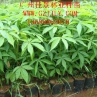 美麗異木棉批發商供應優質美麗異木棉營養苗、種子量大從優