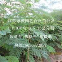 1-2公分粗紅花合歡苗基地直銷買優質合歡苗就到江蘇紫薇園藝