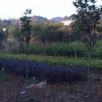 大量出售紅花繼木、毛杜鵑、羅漢松等