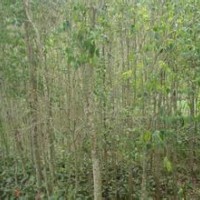 山東平邑縣低價處理自家種植杜仲、百日紅、山楂苗