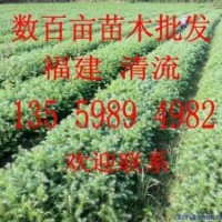 杉木苗，速生杉木苗全國出售