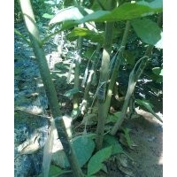 售:速生國槐小苗、速生白蠟小苗 量大苗優
