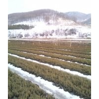 出售云杉2-0 2-1 2-2 樟子松小苗營養杯