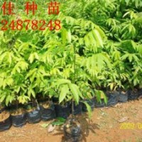 長期特價供應人面子種苗