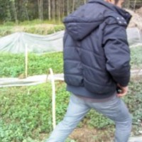 桂花苗、香樟苗、竹柏苗、天竺桂