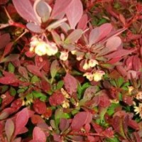 紅葉小檗批發基地