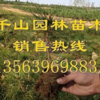 供應莒南50-80公分油松小苗