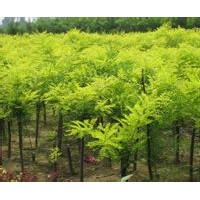 鳴祥園林專供金葉槐，優質金葉槐，金葉槐基地