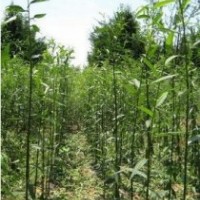長期供應20-30CM竹柳種苗