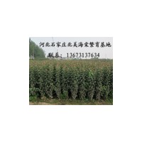 優質北美海棠芽苗