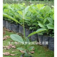 供應(yīng)火力楠小苗，醉香含笑小苗