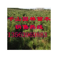 供應山西營養缽黑松苗，山西80-120公分黑松樹苗