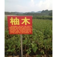大量供應(yīng)海南黃花梨，柚木，金絲楠，沉香等樹苗