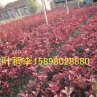 紫葉稠李小苗
