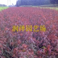 綠化樹(shù)、彩葉樹(shù)暢銷(xiāo)品種--碧桃，紅葉碧桃，紫葉碧桃