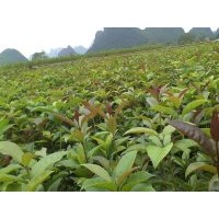 優惠供應植樹造林用桂花苗