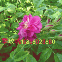 冷香玫瑰，紅葉李，金葉榆