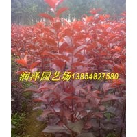 供應紅葉李苗，速生紅葉李苗，紅葉李苗最新報價