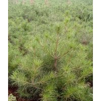 供側柏，白皮松，油松，雪松，儈柏，華山松