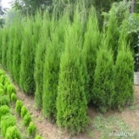 白皮松 油松 華山松 雪松 側柏
