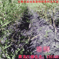 出售垂柳明條、插穗、銀中楊插穗