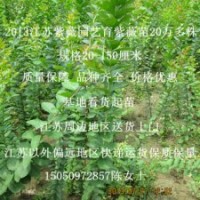 沭陽癢癢樹苗批發百日紅苗價格咨詢1米高紅花紫薇苗批發