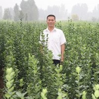 供應木槿小苗，國槐小苗，白蠟小苗，五角楓小苗，楸樹小苗