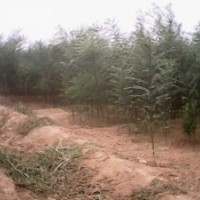 國槐苗