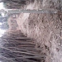 10公分國(guó)槐大量出售、15公分國(guó)槐最新價(jià)格