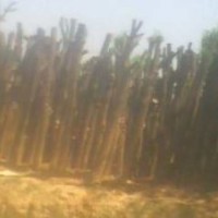 供應國槐苗 花椒苗 刺槐苗 皂角苗