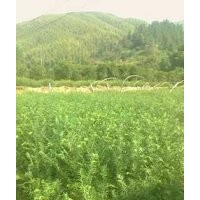 常年供應各種規格紅豆杉