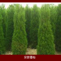 安徽，蜀檜，龍柏