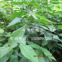 50厘米高臘梅苗批發初冬開花苗寒冬一道美麗風景線臘梅花苗1元一