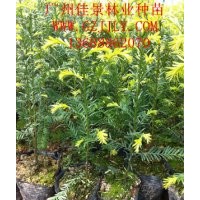 紅豆杉種苗紅豆杉營(yíng)養(yǎng)苗紅豆杉種子，首選廣州佳景林業(yè)種苗苗圃