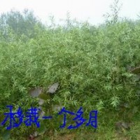 江蘇徐州供應(yīng)優(yōu)質(zhì)竹柳苗楊樹(shù)苗