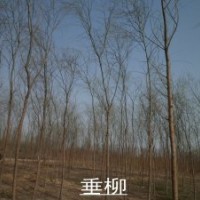 供應欒樹苗