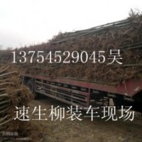 速生柳，速生柳小苗，2-10公分速生柳