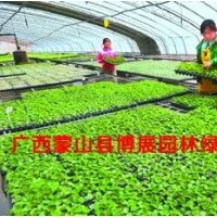 秋楓、桂花、木棉
