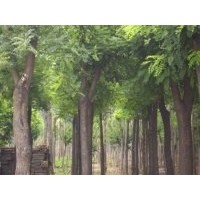 供應國槐、國槐苗、國槐樹