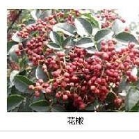 山西花椒苗銷售，皂角苗批發