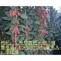 出售：優質枸杞樹 枸杞小苗 金銀花樹 金銀花小苗